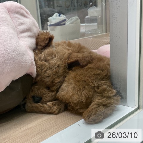 トイ・プードルの写真