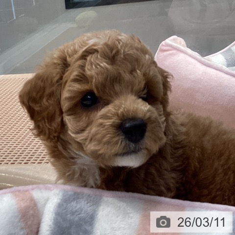 神奈川県のトイプードル(トイ) (ペットプラス 座間店/2026年1月6日生まれ/女の子/アプリコット)の子犬の4枚目の画像