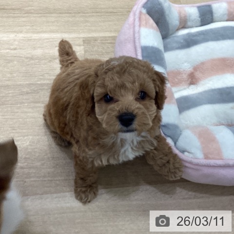 神奈川県のトイプードル(トイ) (ペットプラス 座間店/2026年1月6日生まれ/女の子/アプリコット)の子犬の3枚目の画像