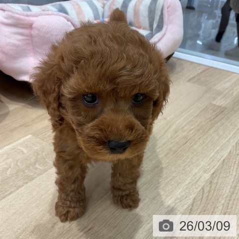 群馬県のトイプードル(トイ) (ペットプラス イオンモール太田店/2026年1月6日生まれ/女の子/レッド)の子犬の4枚目の画像