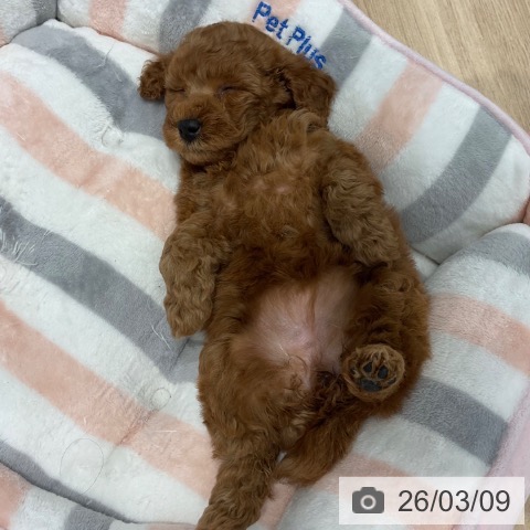 群馬県のトイプードル(トイ) (ペットプラス イオンモール太田店/2026年1月6日生まれ/女の子/レッド)の子犬の3枚目の画像