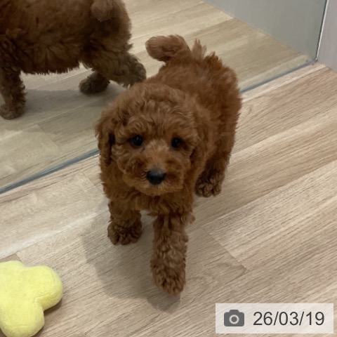 群馬県のトイプードル(トイ) (ペットプラス イオンモール太田店/2026年1月6日生まれ/女の子/レッド)の子犬の3枚目の画像