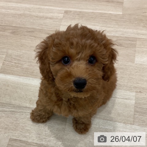 群馬県のトイプードル(トイ) (ペットプラス イオンモール太田店/2026年1月6日生まれ/女の子/レッド)の子犬の3枚目の画像