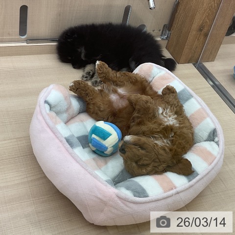 埼玉県のトイプードル(トイ) (ペッツワン 浦和美園店/2026年1月6日生まれ/男の子/レッド)の子犬の4枚目の画像