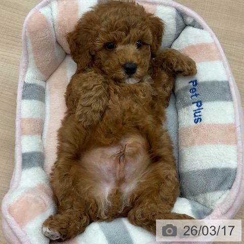 埼玉県のトイプードル(トイ) (ペッツワン 浦和美園店/2026年1月6日生まれ/男の子/レッド)の子犬の3枚目の画像