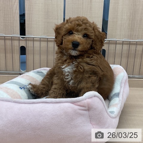 埼玉県のトイプードル(トイ) (ペッツワン 浦和美園店/2026年1月6日生まれ/男の子/レッド)の子犬の3枚目の画像