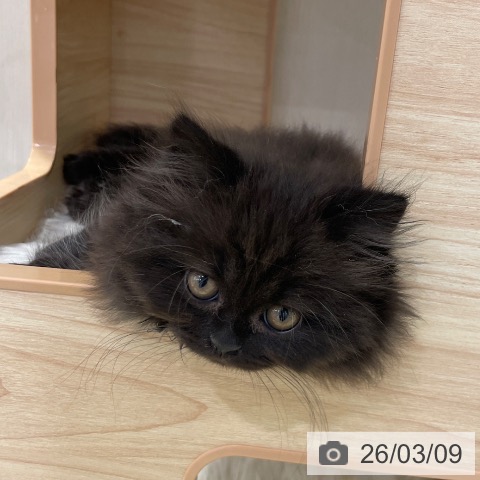 ブリティッシュロングヘアの写真