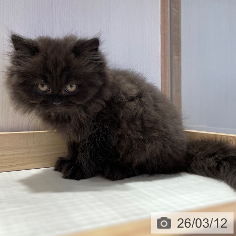 千葉県のブリティッシュロングヘアー (ペットプラス 幕張新都心店/2026年1月6日生まれ/女の子/チョコレート)の子猫の3枚目の画像