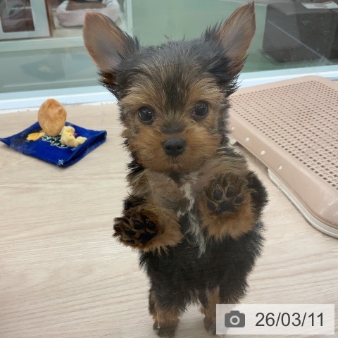 ヨークシャー・テリアの写真