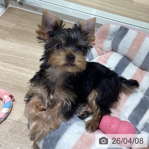 千葉県のヨークシャーテリア (ペットプラス 木更津店/2026年1月5日生まれ/男の子/スチールブルータン)の子犬の4枚目の画像