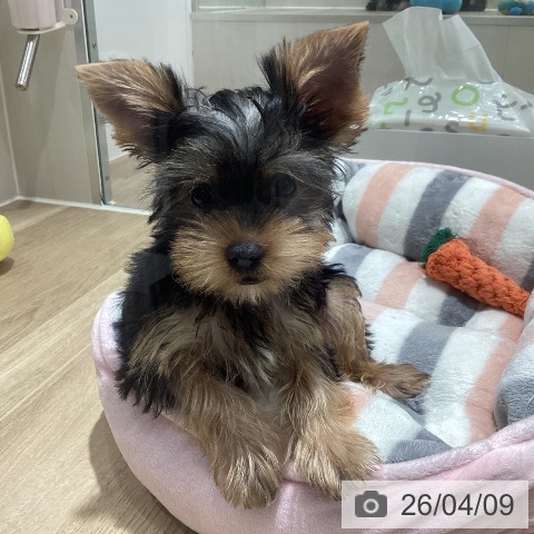 千葉県のヨークシャーテリア (ペットプラス 木更津店/2026年1月5日生まれ/男の子/スチールブルータン)の子犬の3枚目の画像