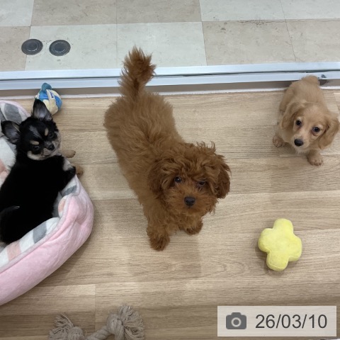 ミニチュア・ダックスフンドの写真