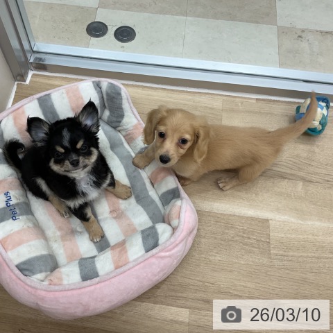 ミニチュア・ダックスフンドの写真