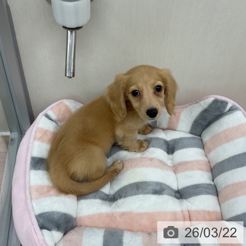 神奈川県のミニチュアダックスフンド(ロング) (ペットプラス アミーゴ藤沢店/2026年1月5日生まれ/女の子/イエロー)の子犬の4枚目の画像