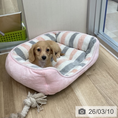 ミニチュア・ダックスフンドの写真