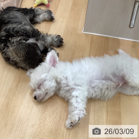 長野県のビションフリーゼ (ペットプラス 松本店/2026年1月2日生まれ/男の子/ホワイト)の子犬の3枚目の画像