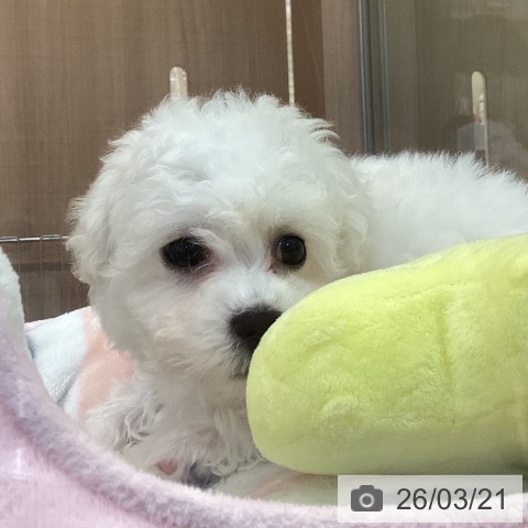 神奈川県のビションフリーゼ (ペッツワン 横須賀久里浜店/2026年1月2日生まれ/男の子/ホワイト)の子犬の4枚目の画像