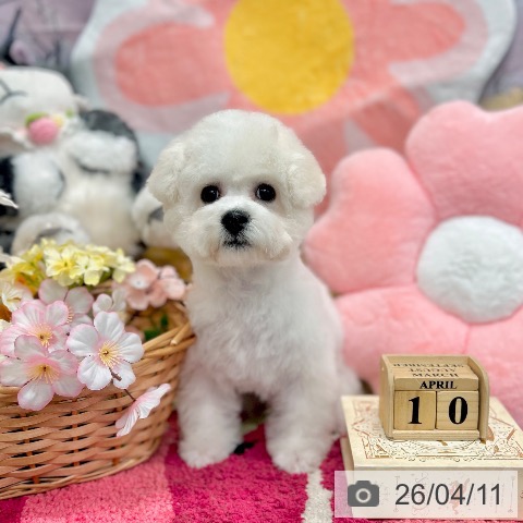 神奈川県のビションフリーゼ (ペッツワン 横須賀久里浜店/2026年1月2日生まれ/男の子/ホワイト)の子犬の4枚目の画像