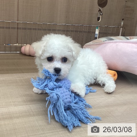 ビション・フリーゼの写真