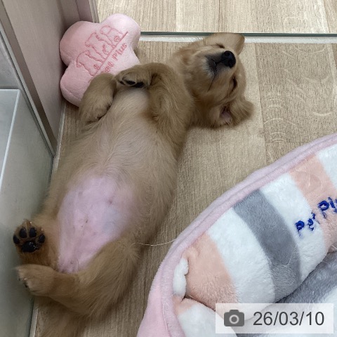 宮城県のミニチュアダックスフンド(ロング) (ペットプラス 仙台上杉店/2026年1月6日生まれ/女の子/イエロー)の子犬の4枚目の画像