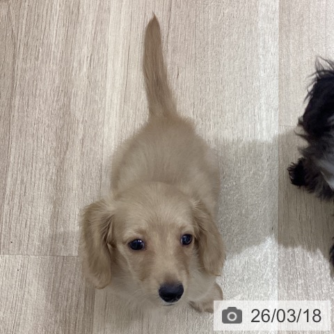 宮城県のミニチュアダックスフンド(ロング) (ペットプラス 仙台上杉店/2026年1月6日生まれ/女の子/イエロー)の子犬の3枚目の画像