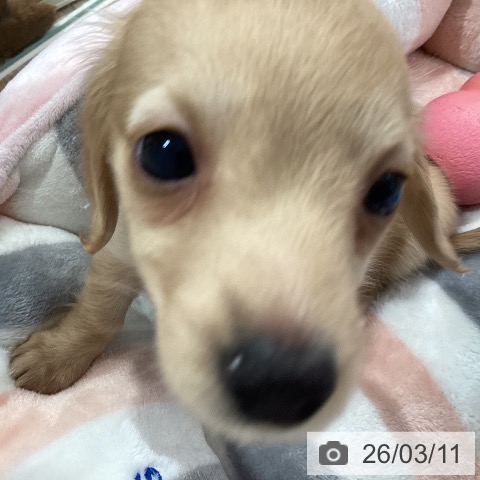 ミニチュア・ダックスフンドの写真