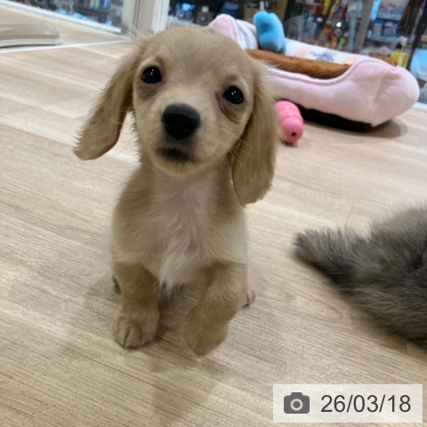 ミニチュア・ダックスフンドの写真