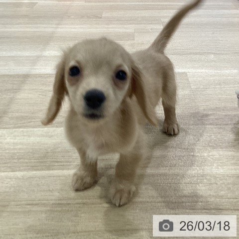 ミニチュア・ダックスフンドの写真