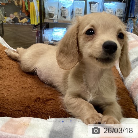 ミニチュア・ダックスフンドの写真