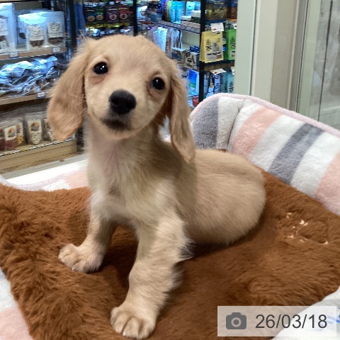 ミニチュア・ダックスフンドの写真