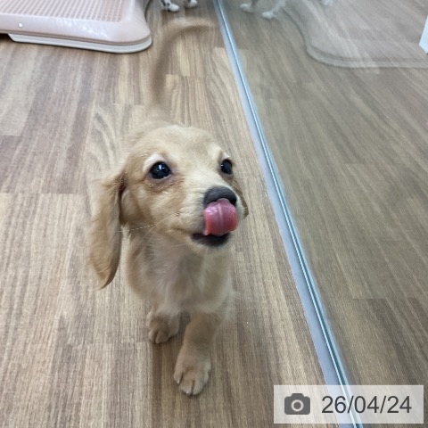 ミニチュア・ダックスフンドの写真