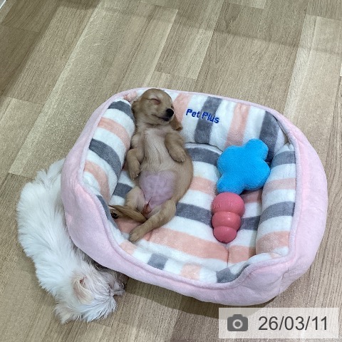 ミニチュア・ダックスフンドの写真