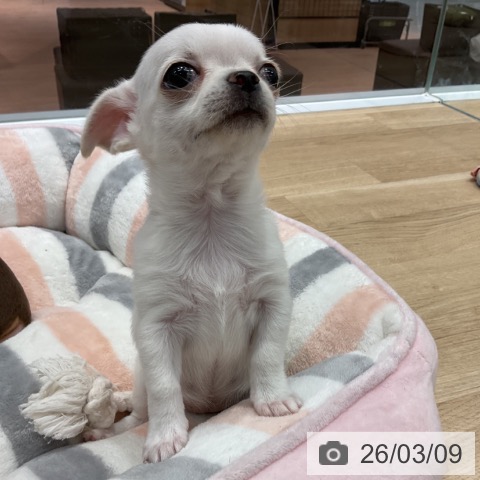 群馬県のチワワ(ロング) (ペットプラス イオンモール太田店/2026年1月5日生まれ/女の子/クリームホワイト)の子犬の3枚目の画像