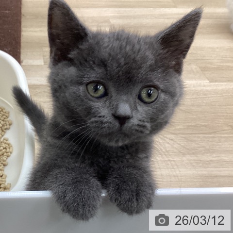 福島県のブリティッシュショートヘアー (ペットプラス 福島店/2026年1月6日生まれ/男の子/ブルー)の子猫の4枚目の画像