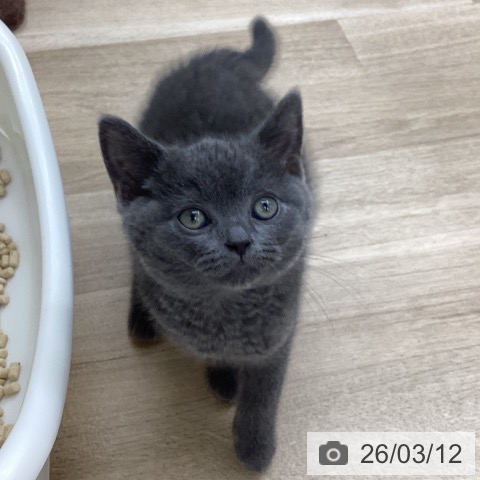 福島県のブリティッシュショートヘアー (ペットプラス 福島店/2026年1月6日生まれ/男の子/ブルー)の子猫の3枚目の画像