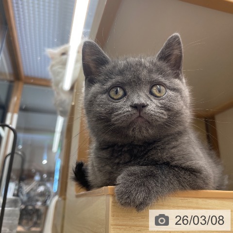 長野県のブリティッシュショートヘアー (ペットプラス 須坂店/2026年1月6日生まれ/男の子/ブルー)の子猫の4枚目の画像
