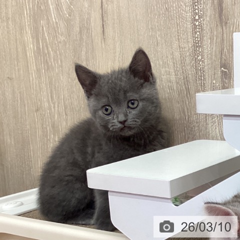 茨城県のブリティッシュショートヘアー (ペットプラス つくば店/2026年1月6日生まれ/男の子/ブルー)の子猫の4枚目の画像