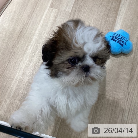 シー・ズーの写真