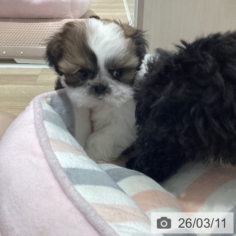 茨城県のシーズー (ペットプラス つくば店/2026年1月5日生まれ/女の子/ホワイトゴールド)の子犬の4枚目の画像