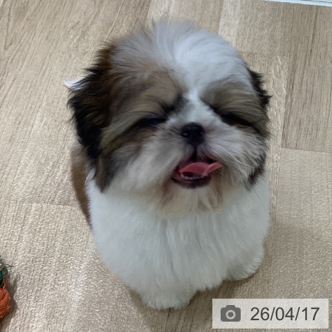 シー・ズーの写真