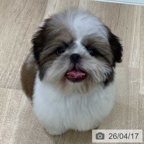 シー・ズーの写真