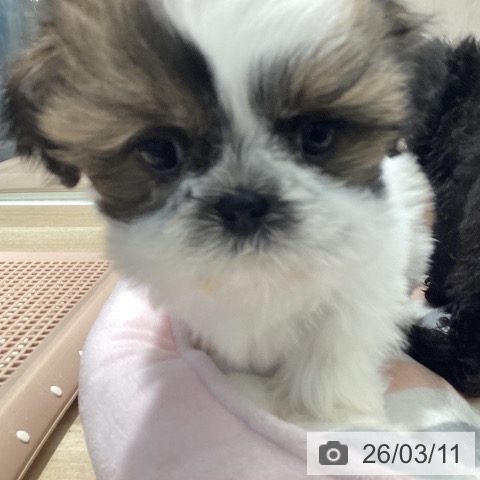 茨城県のシーズー (ペットプラス つくば店/2026年1月5日生まれ/女の子/ホワイトゴールド)の子犬の3枚目の画像