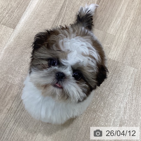 千葉県のシーズー (ペットプラス 木更津店/2026年1月5日生まれ/女の子/ホワイトゴールド)の子犬の3枚目の画像