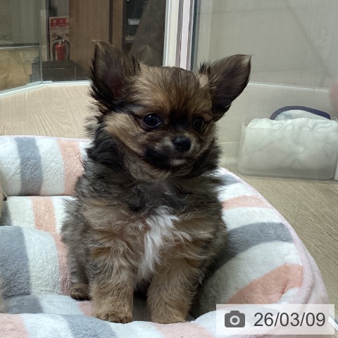 千葉県のチワワ(ロング) (ペットプラス 幕張新都心店/2026年1月6日生まれ/男の子/フォーン)の子犬の3枚目の画像