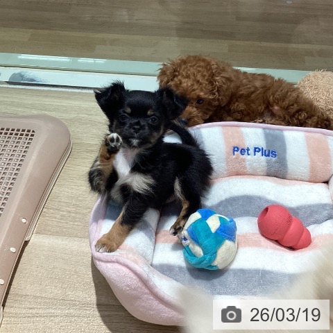 東京都のチワワ(ロング) (ペットプラス 東久留米店/2025年12月26日生まれ/女の子/ブラックタンホワイト)の子犬の4枚目の画像