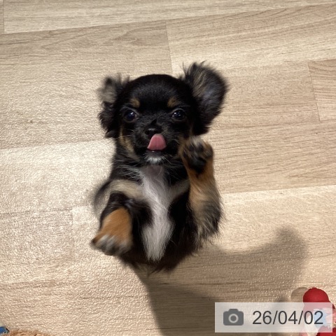 東京都のチワワ(ロング) (ペットプラス 東久留米店/2025年12月26日生まれ/女の子/ブラックタンホワイト)の子犬の4枚目の画像