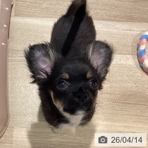 東京都のチワワ(ロング) (ペットプラス 東久留米店/2025年12月26日生まれ/女の子/ブラックタンホワイト)の子犬の4枚目の画像