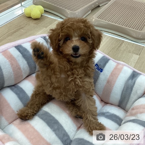 トイ・プードルの写真