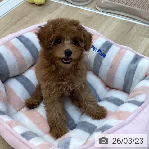 群馬県のトイプードル(トイ) (ペットプラス 前橋店/2025年12月31日生まれ/女の子/オレンジフォーン)の子犬の4枚目の画像