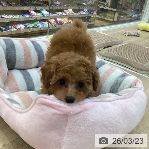 群馬県のトイプードル(トイ) (ペットプラス 前橋店/2025年12月31日生まれ/女の子/オレンジフォーン)の子犬の3枚目の画像